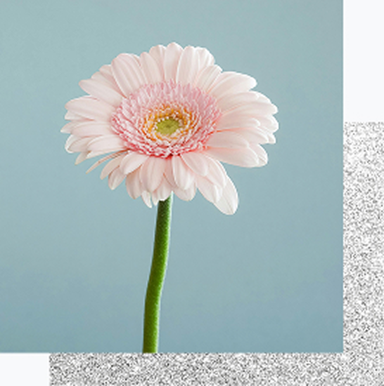 一輪の花が咲いている様子を、花の断面図とともに示したイラスト