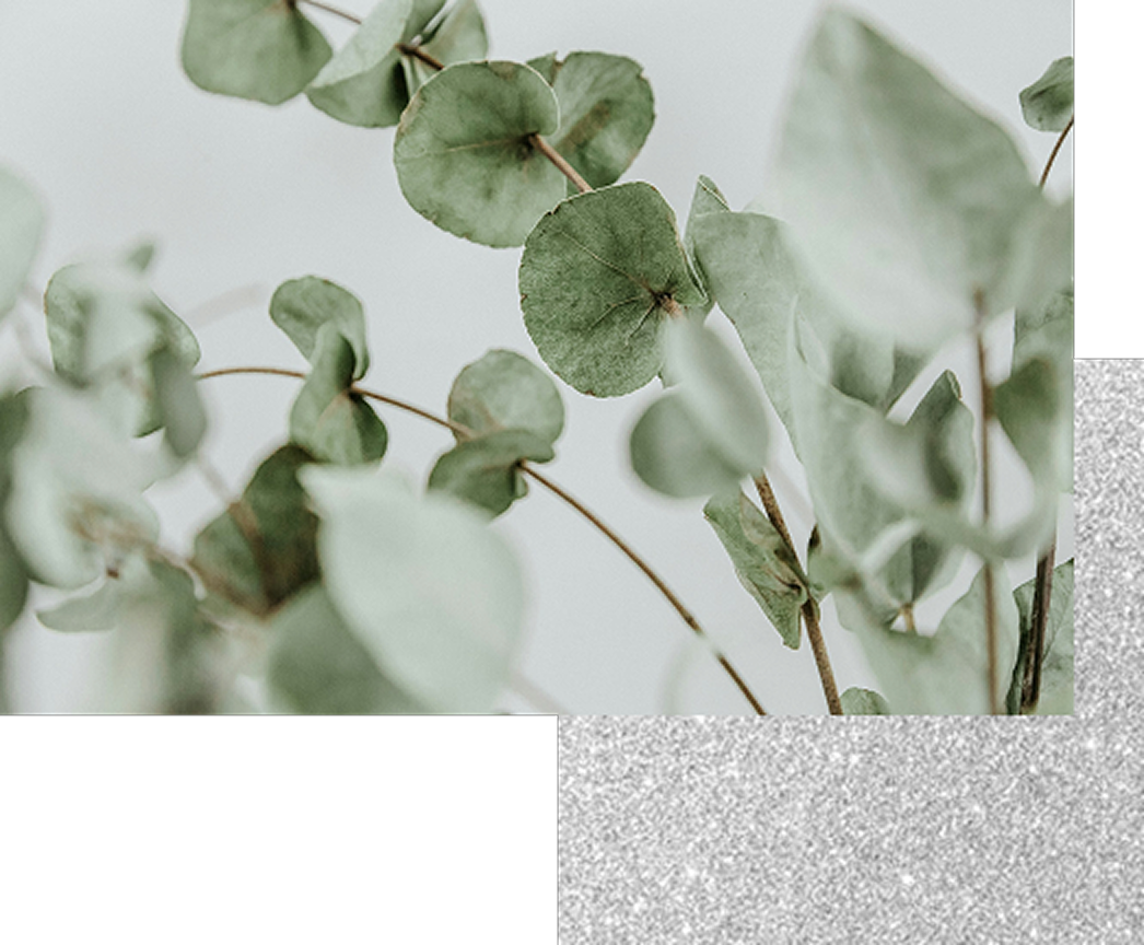 淡いグリーンのユーカリの葉が枝ごと写り、丸みのある葉形と柔らかな質感が伝わる植物のクローズアップ写真