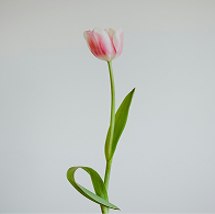 カラーの一輪の花の画像